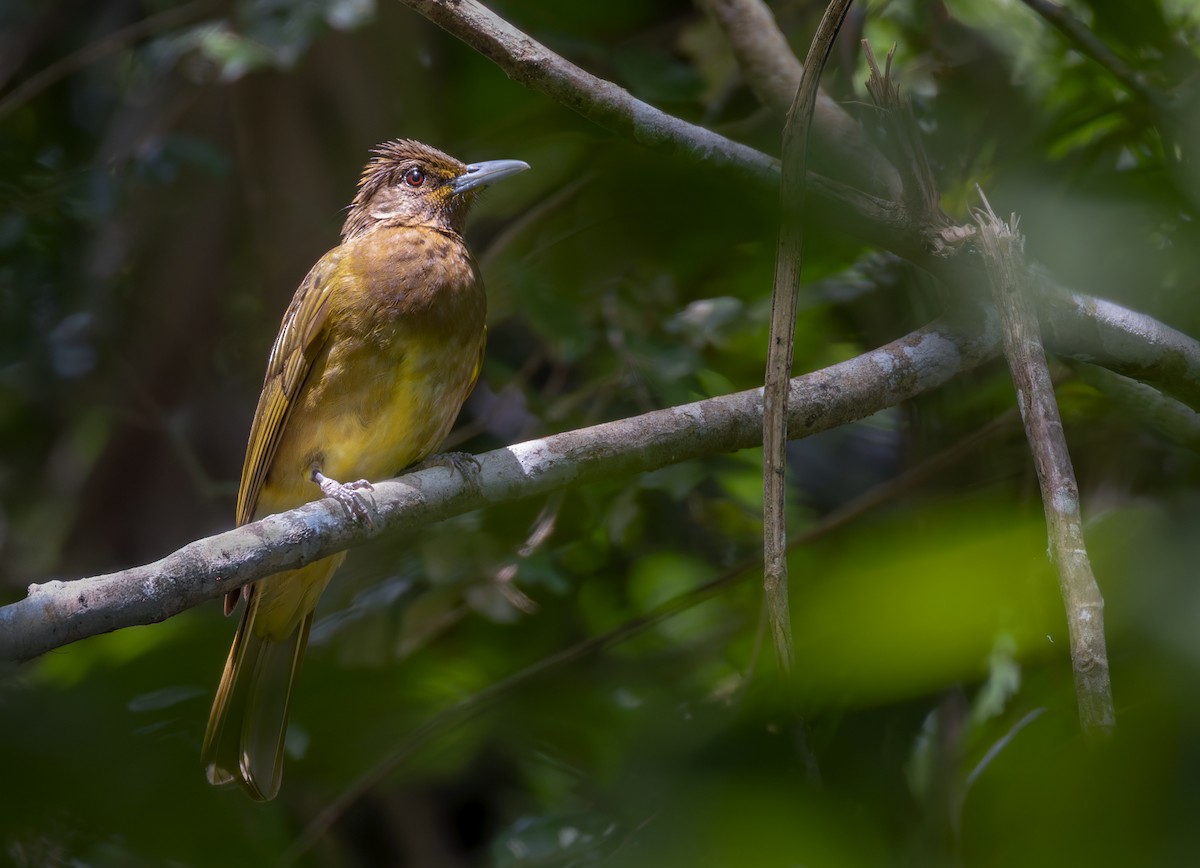 Camiguin Bulbul - ML639357823