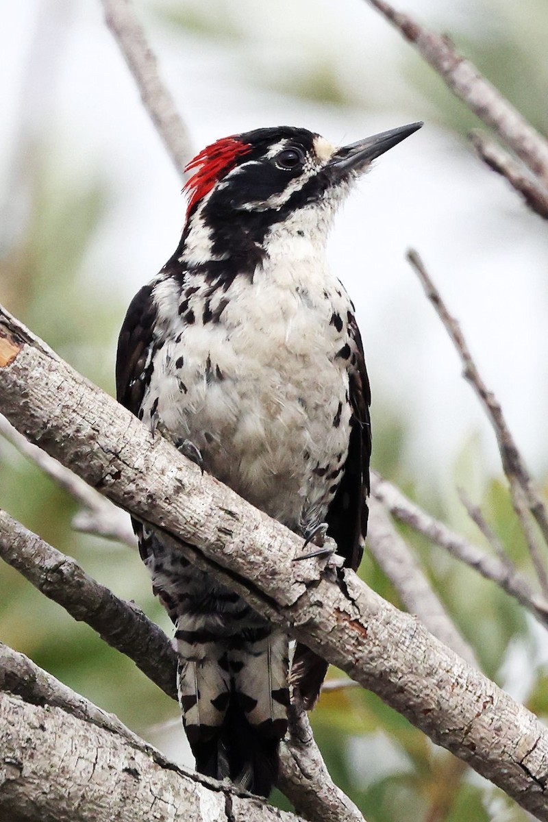 Nuttall's Woodpecker - ML639357830