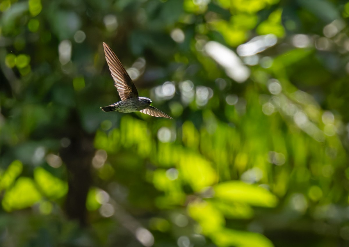 Ridgetop Swiftlet - ML639357845