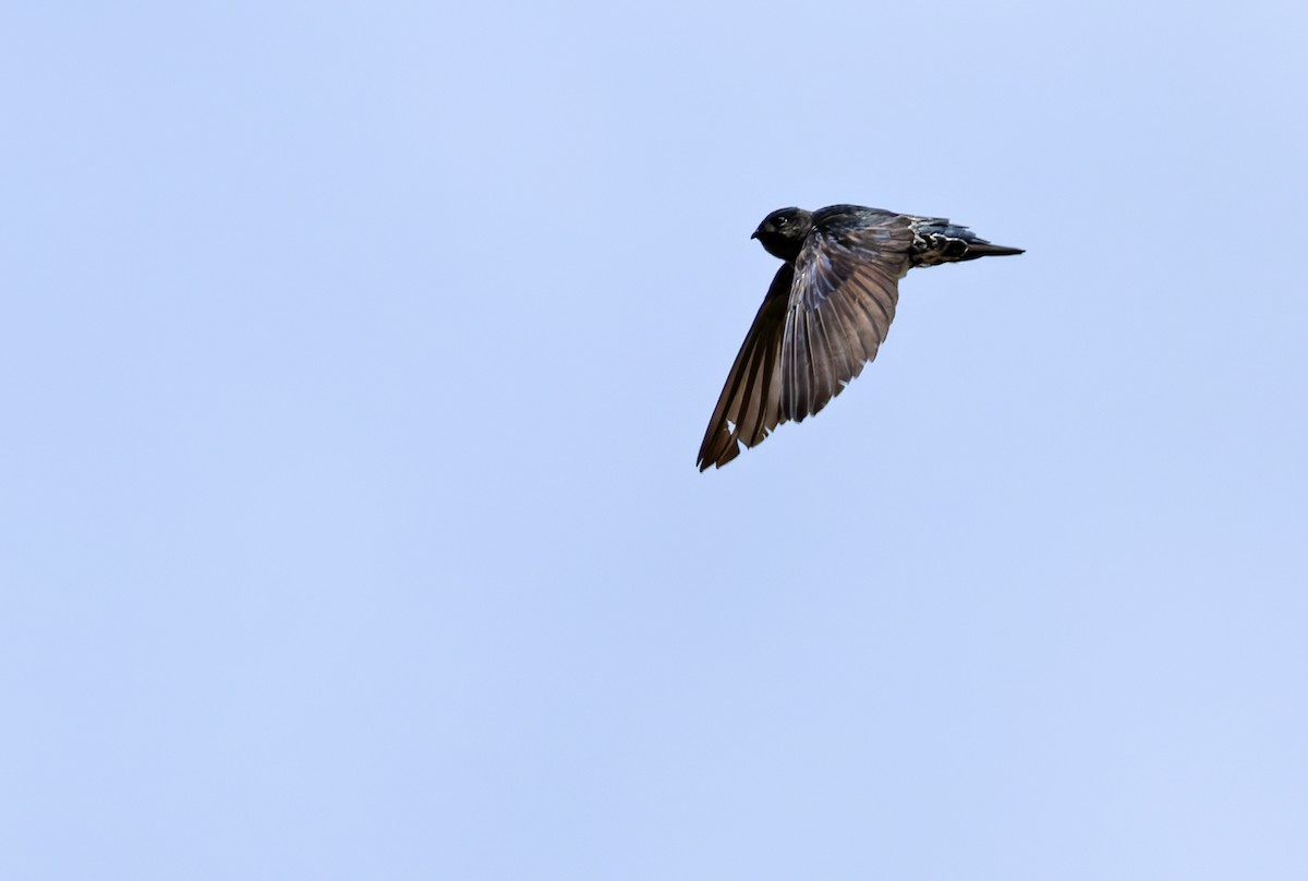 Ridgetop Swiftlet - ML639357847