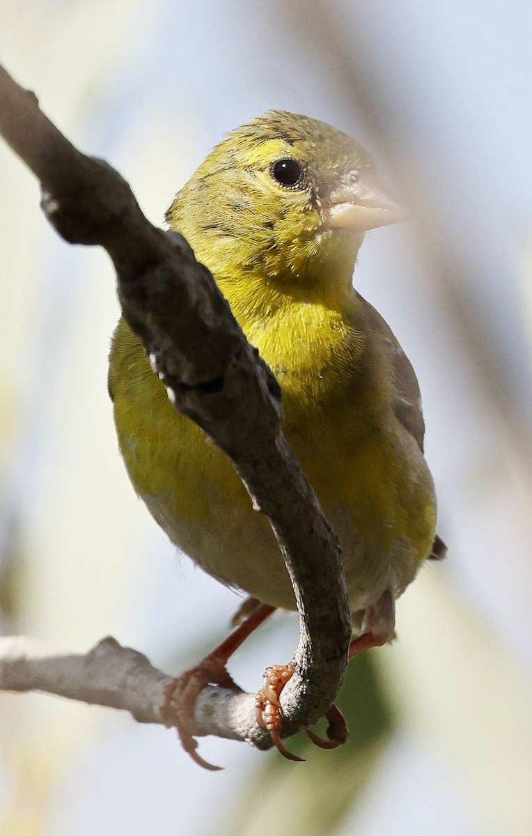 American Goldfinch - ML639357859