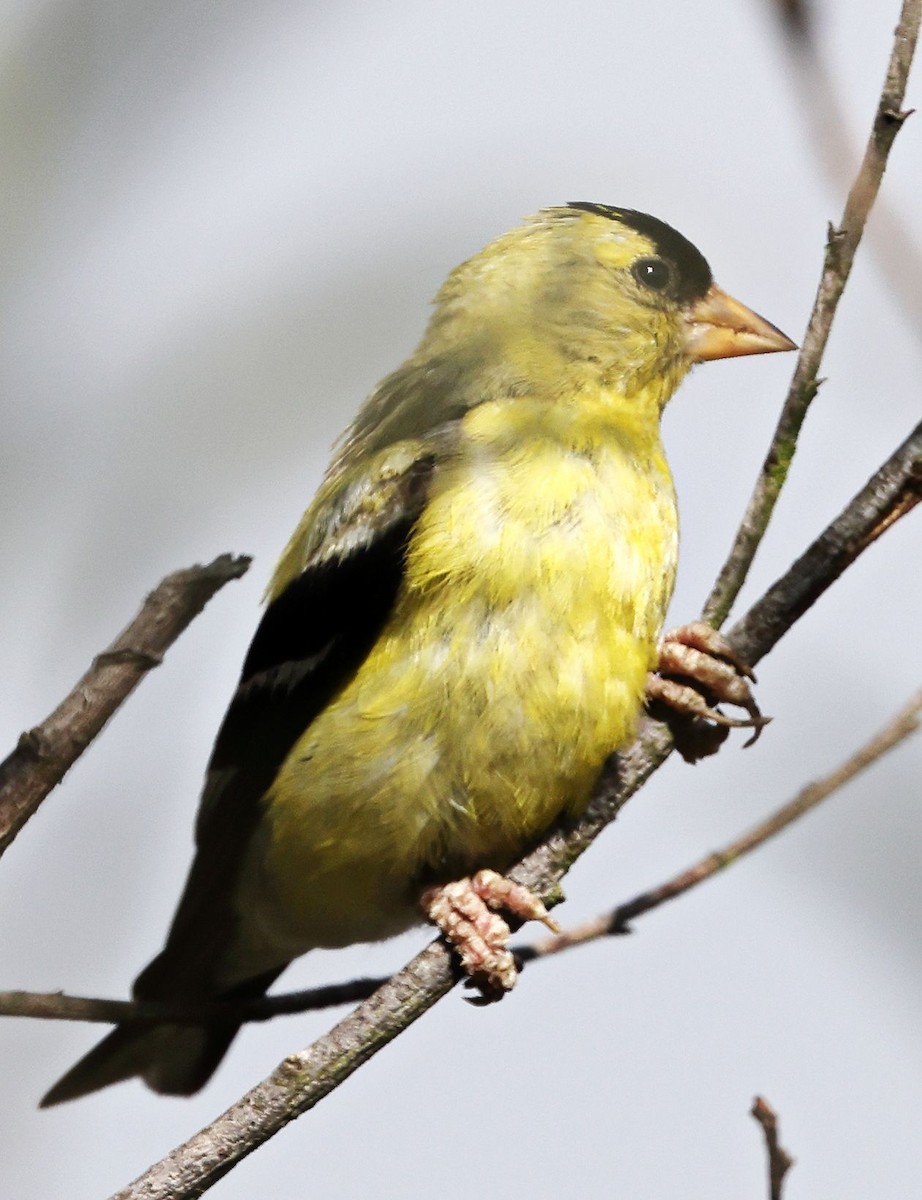 American Goldfinch - ML639357865