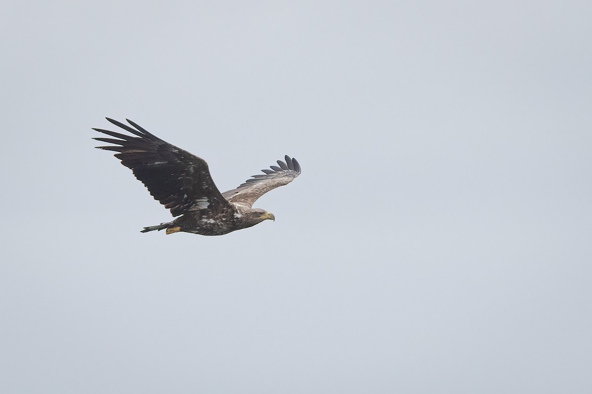 White-tailed Eagle - ML639357886