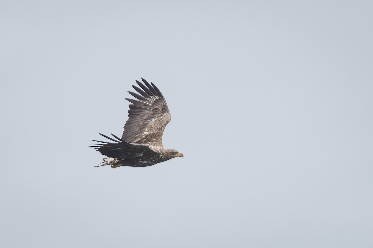 White-tailed Eagle - ML639357887