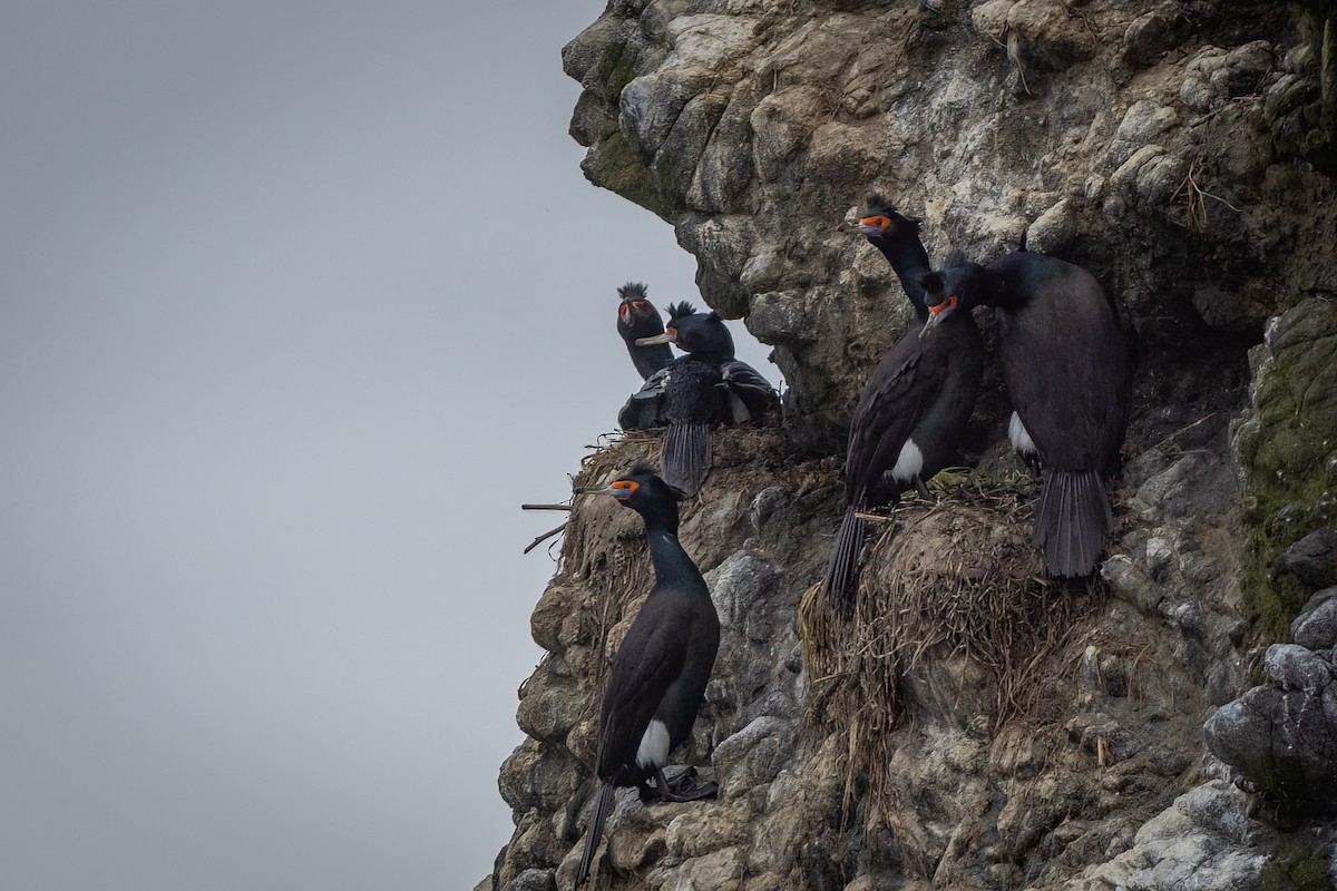 Red-faced Cormorant - ML639357888