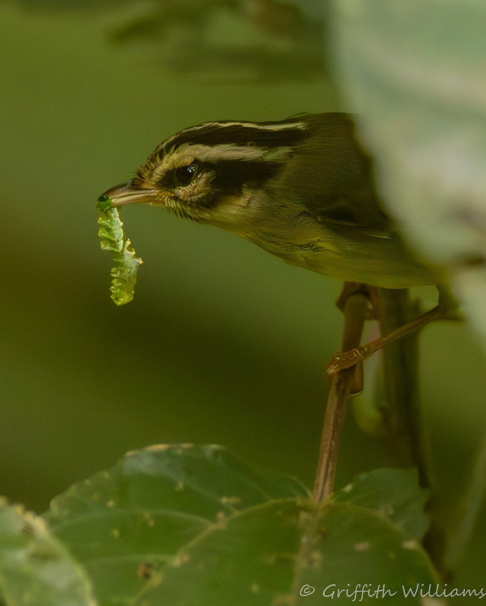 Costa Rican Warbler - ML639357919