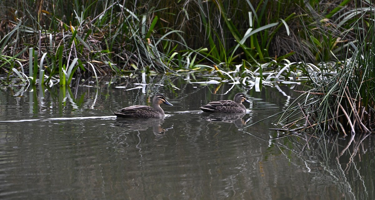 Pacific Black Duck - ML639357923