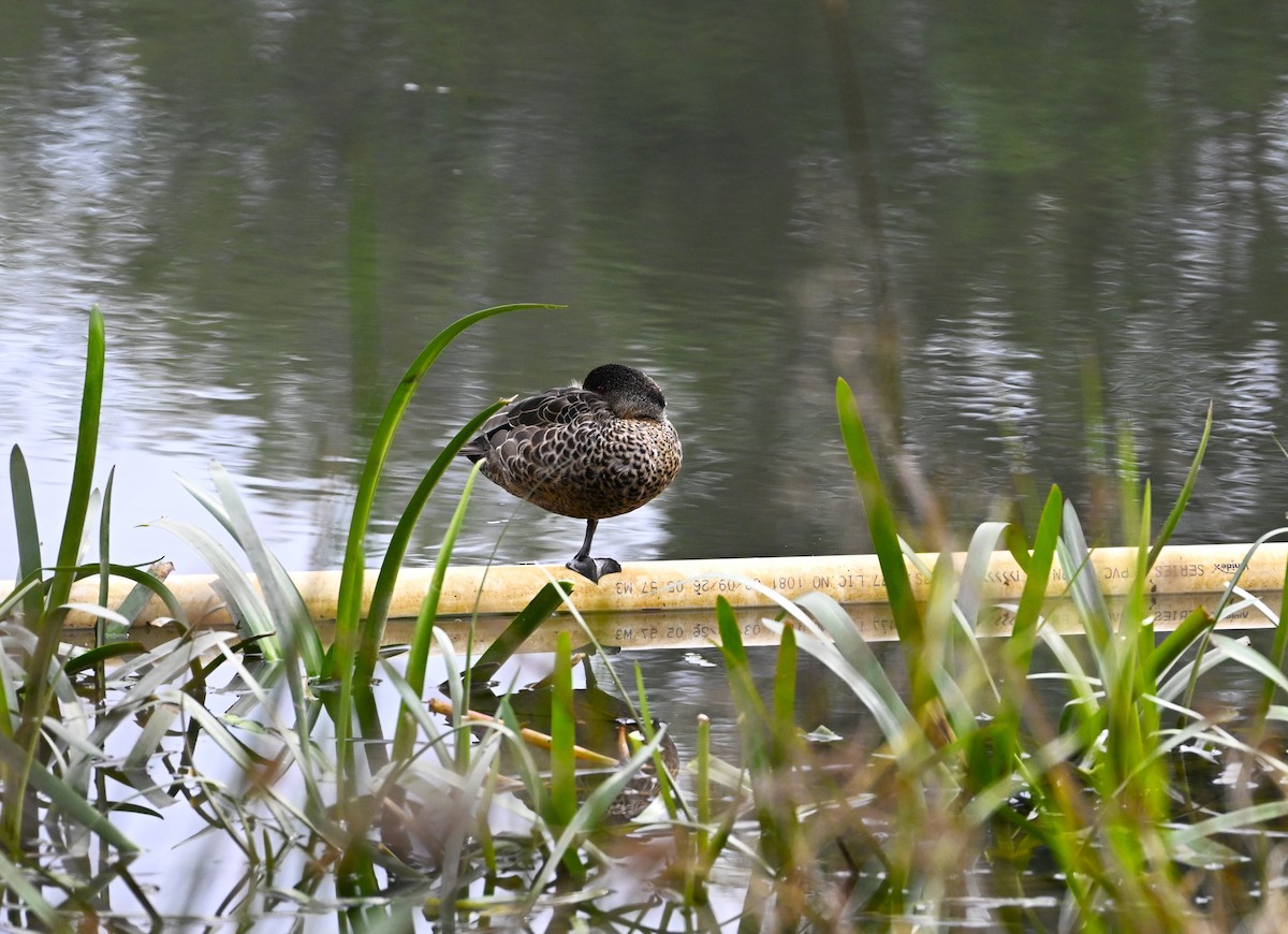 Chestnut Teal - ML639357925