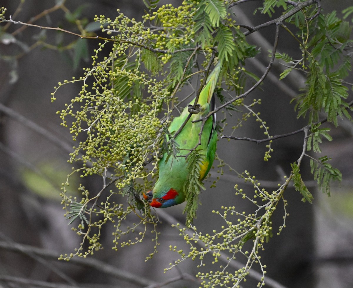 Musk Lorikeet - ML639357933