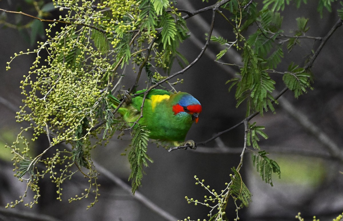 Musk Lorikeet - ML639357936