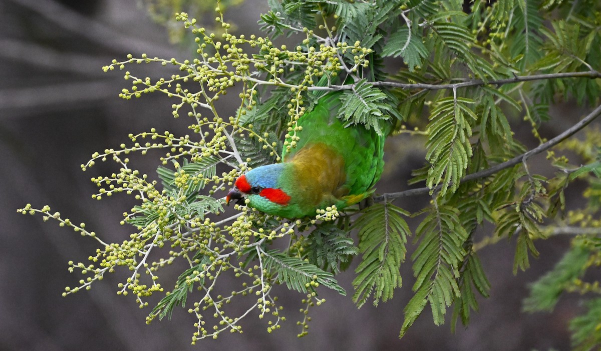 Musk Lorikeet - ML639357937