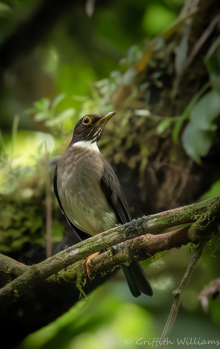 White-throated Thrush - ML639357941