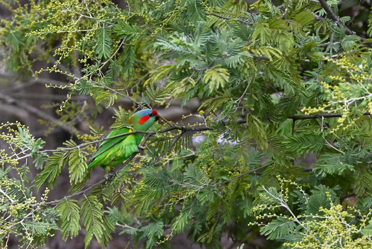 Musk Lorikeet - ML639357942