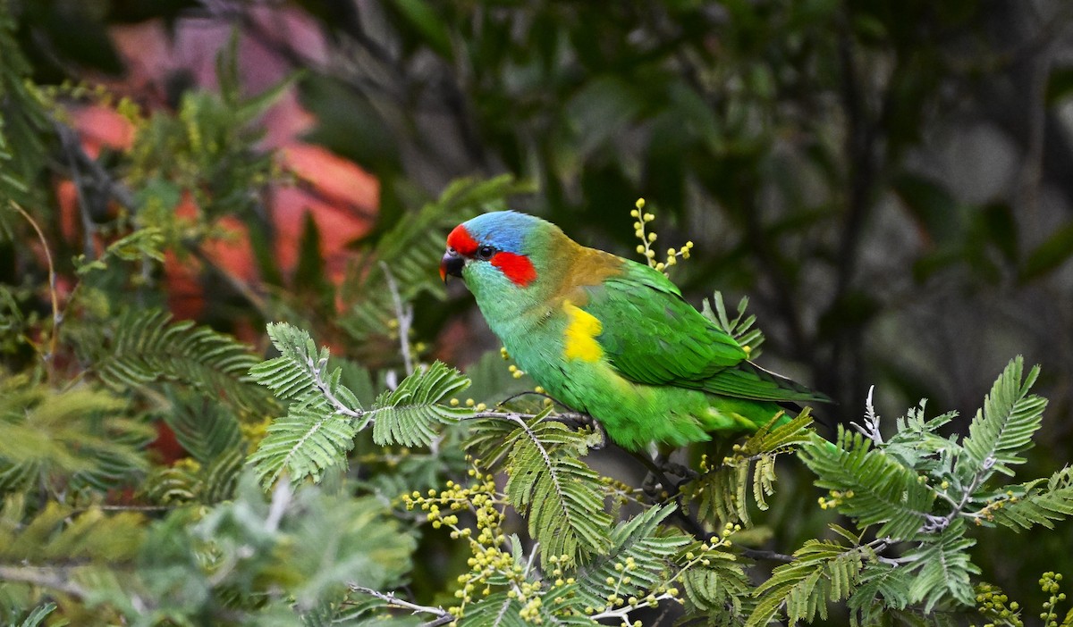 Musk Lorikeet - ML639357945