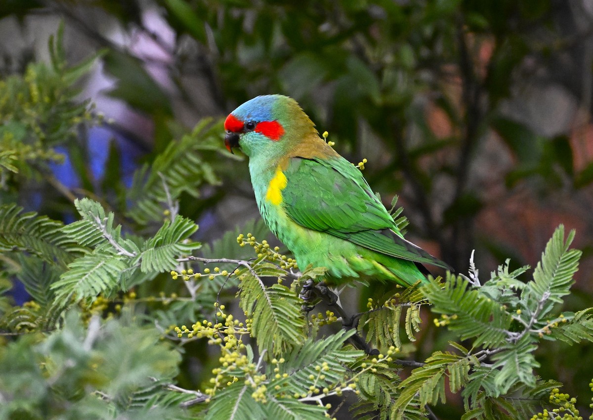 Musk Lorikeet - ML639357946