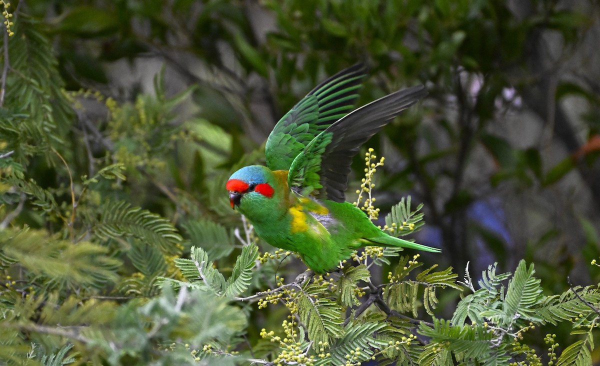Musk Lorikeet - ML639357947