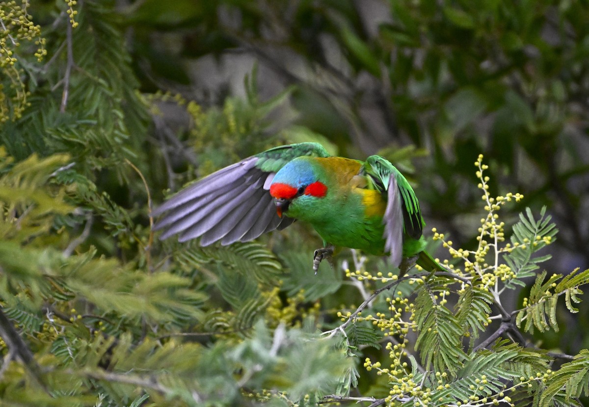 Musk Lorikeet - ML639357949