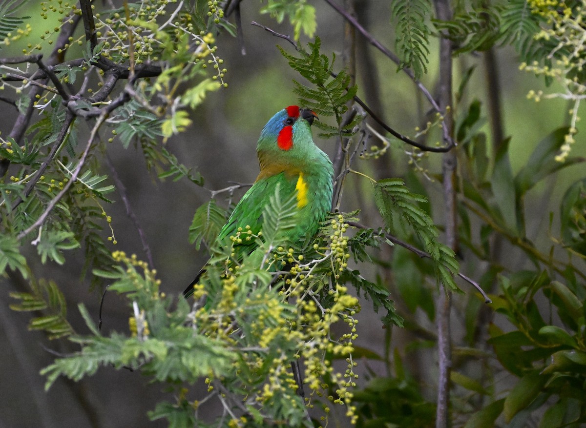 Musk Lorikeet - ML639357950