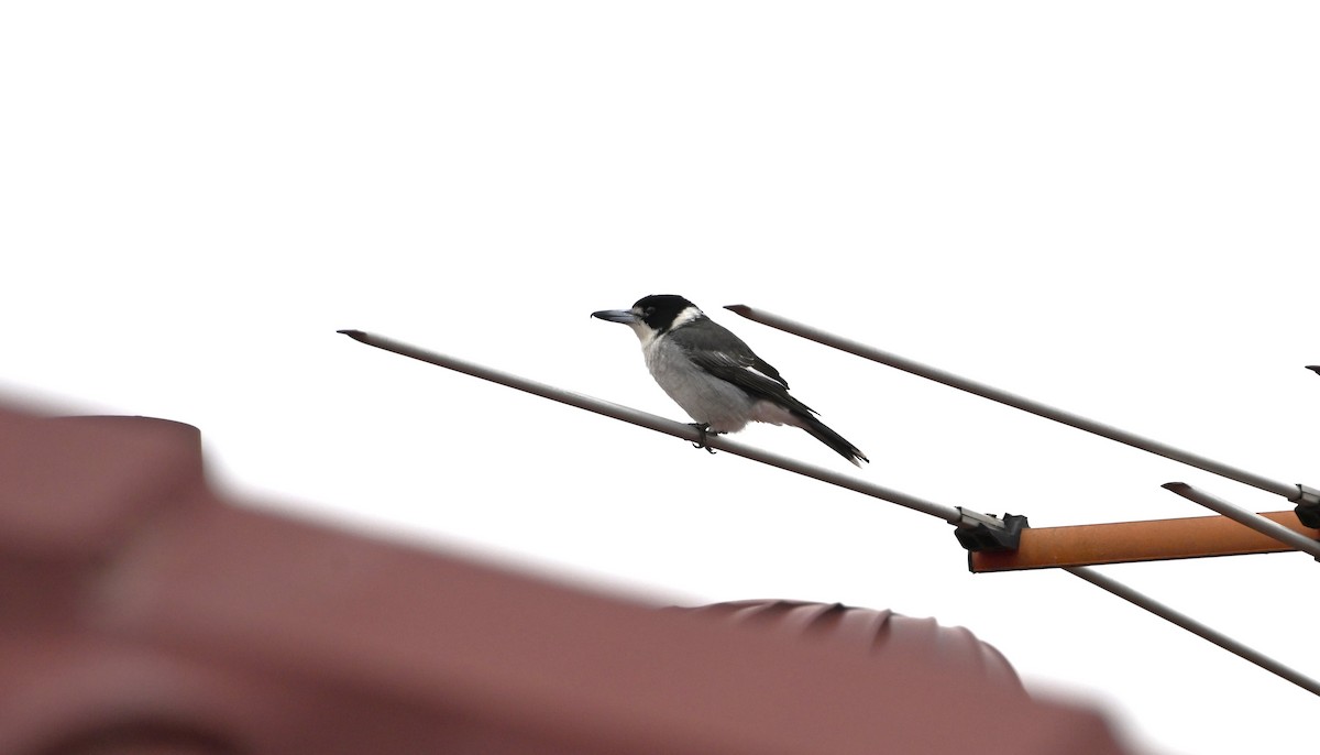 Gray Butcherbird - ML639357954