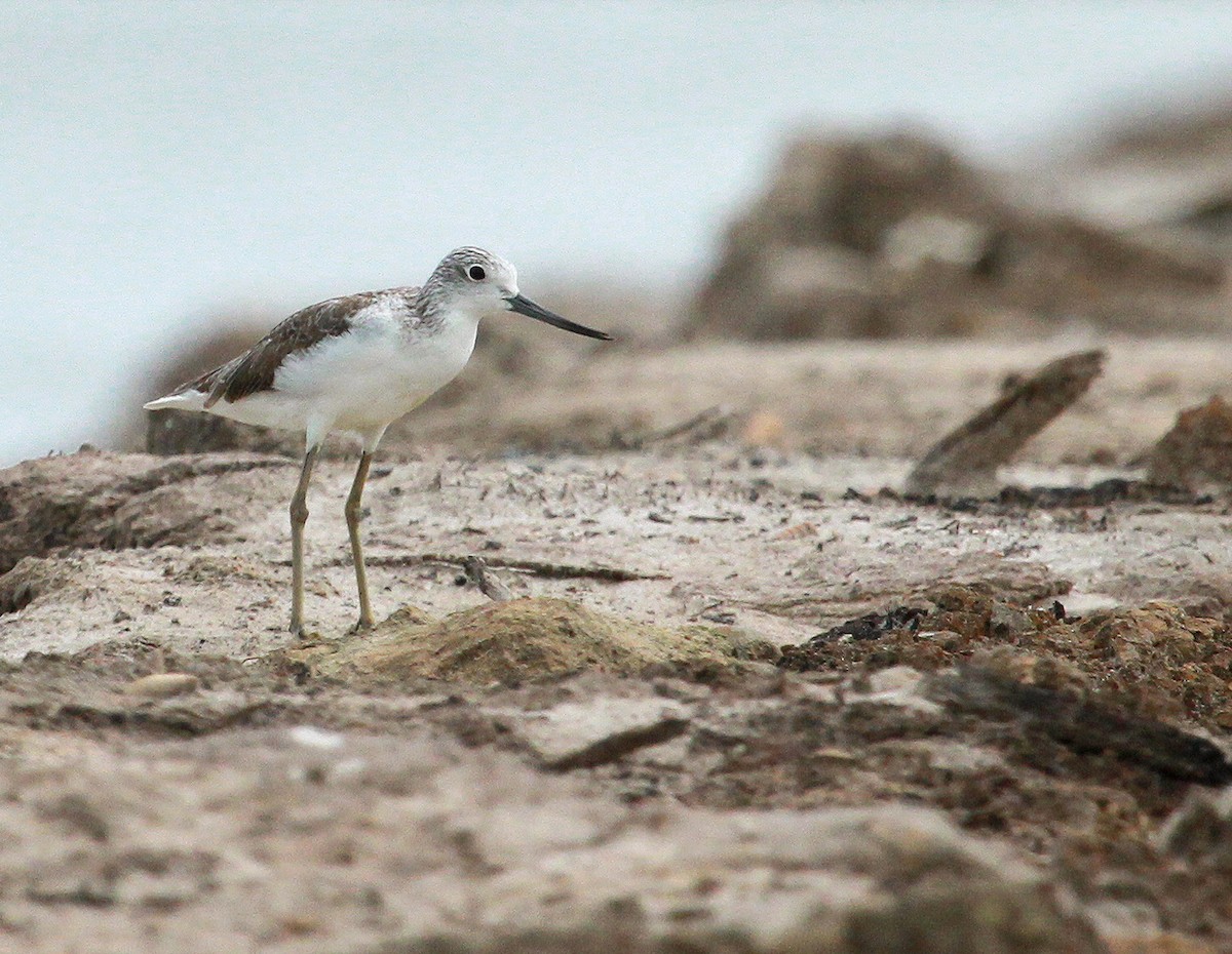 Common Greenshank - ML639357988