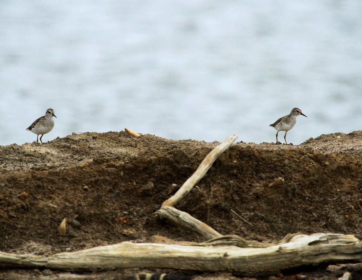 Long-toed Stint - ML639358008