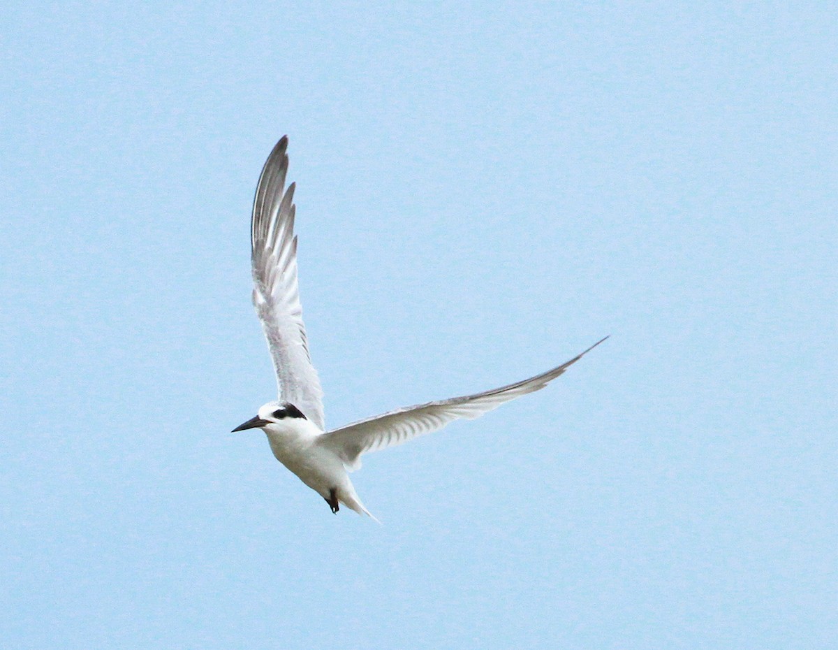 Little Tern - ML639358019