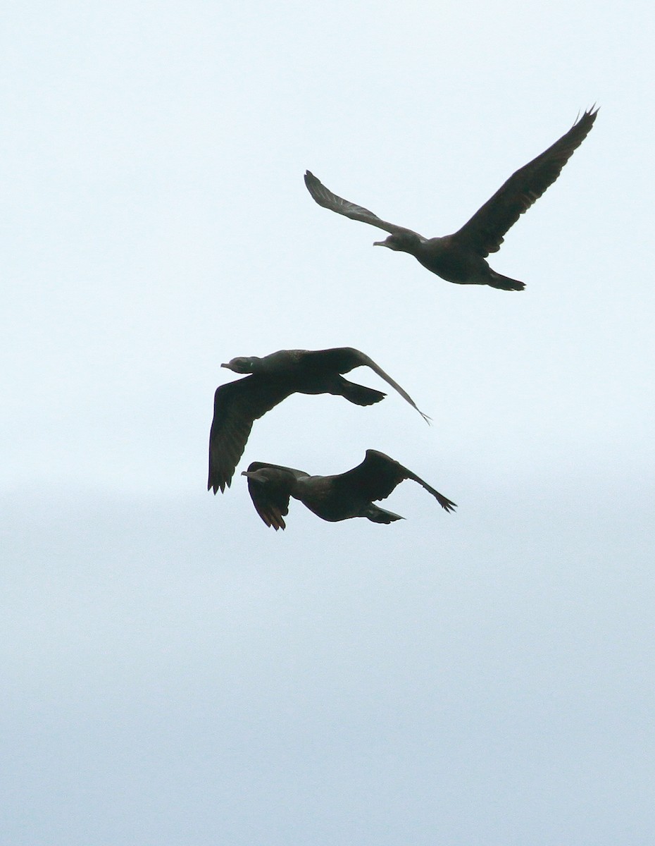 Little Black Cormorant - ML639358041
