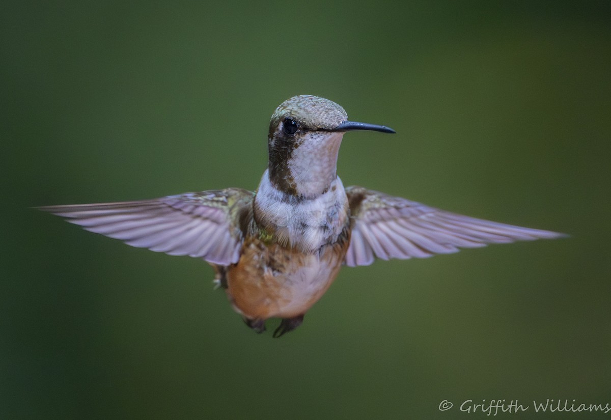 Magenta-throated Woodstar - ML639358108
