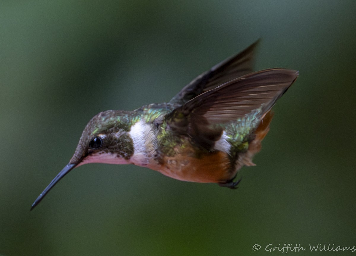 Magenta-throated Woodstar - ML639358110