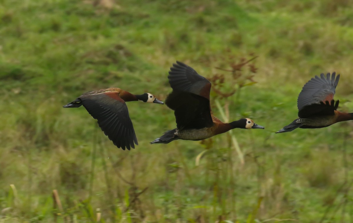 Dendrocygne veuf - ML639358206