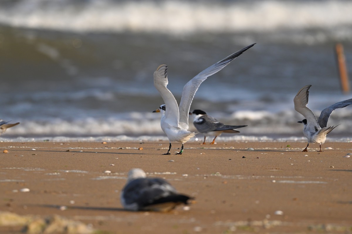 Chinese Crested Tern - ML639358333