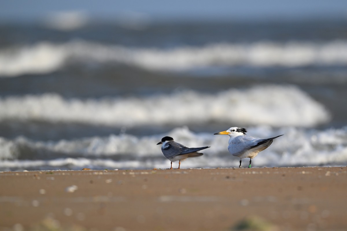 Chinese Crested Tern - ML639358334