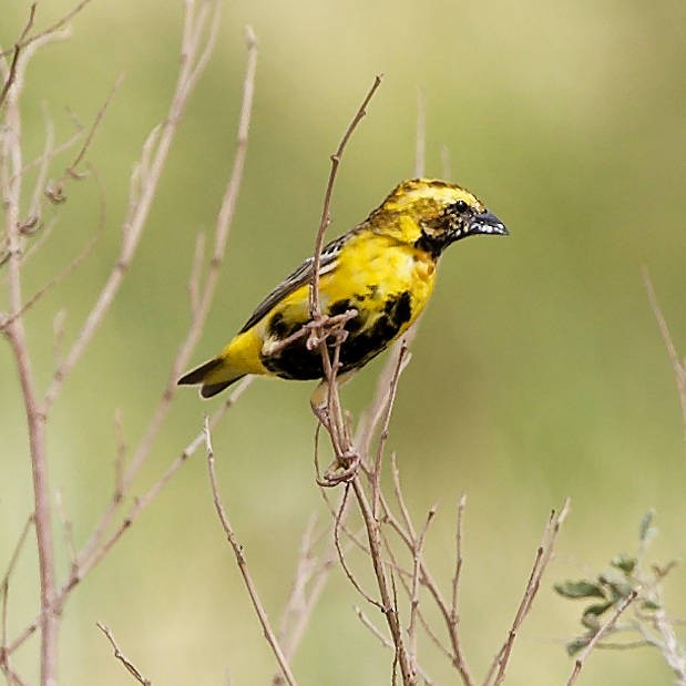 gulkronebisp - ML639358368