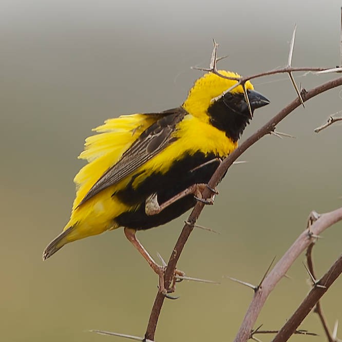 gulkronebisp - ML639358369