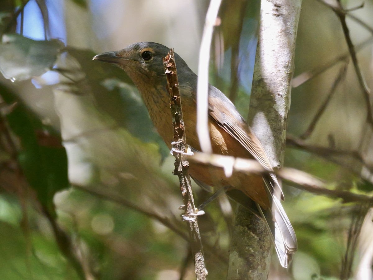 Bower's Shrikethrush - ML639358392