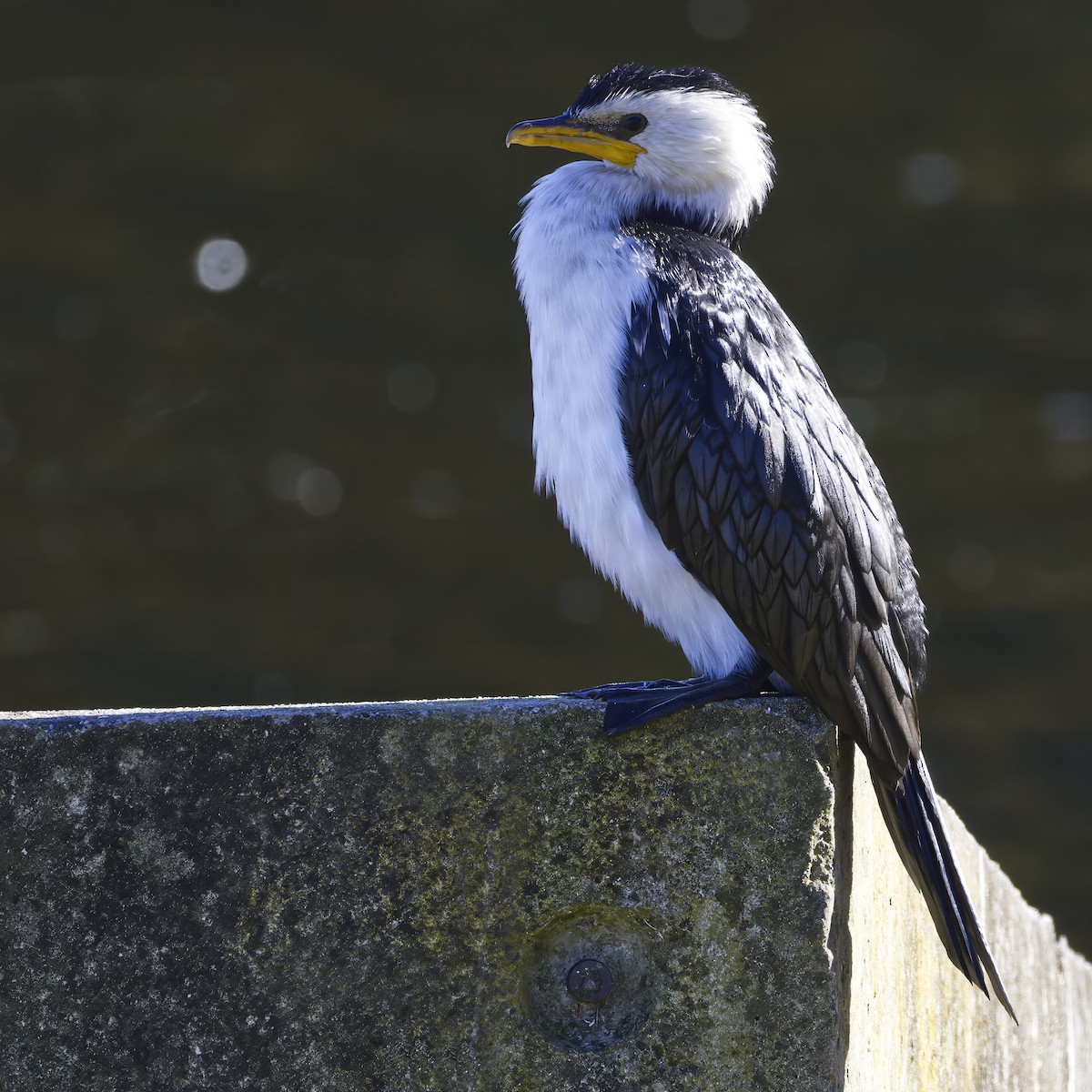 Cormorán Piquicorto - ML639358447