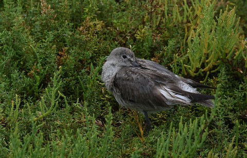 What is the Bird Found in the Bolsa Chica Wetlands: Ultimate Guide