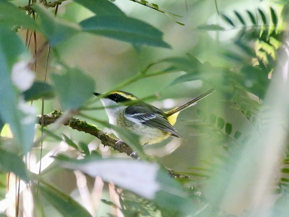 Yellow-breasted Boatbill - ML639358605