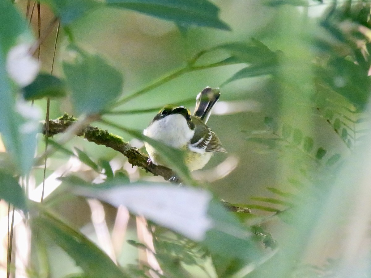 Yellow-breasted Boatbill - ML639358640