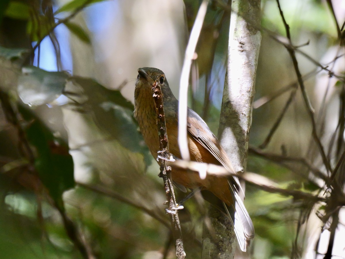 Bower's Shrikethrush - ML639358678