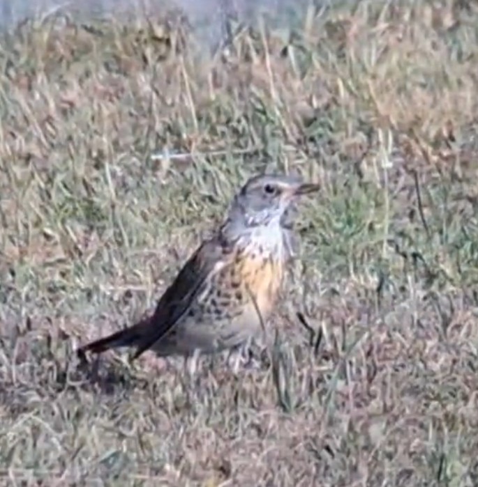 Fieldfare - ML639358791