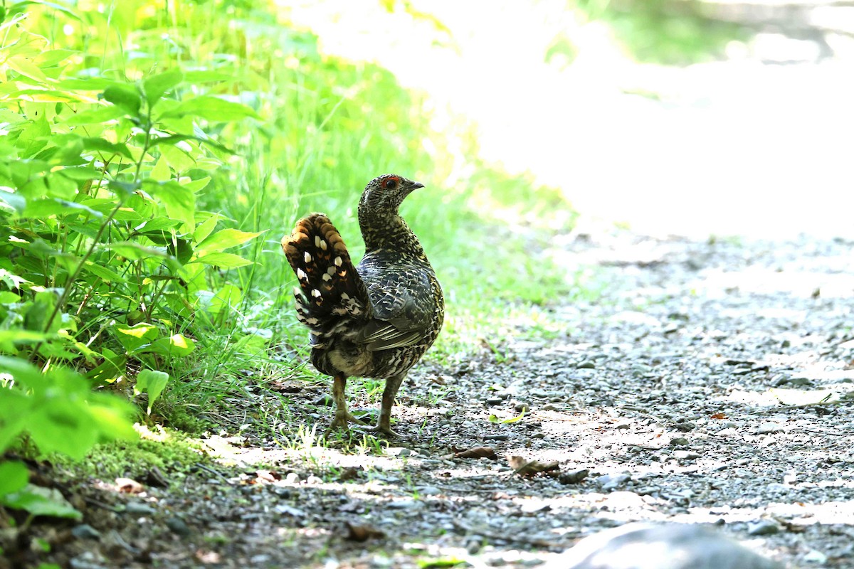 Spruce Grouse - ML639358831