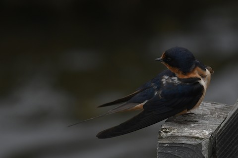 What is the Bird Found in the Bolsa Chica Wetlands: Discover the Iconic Species
