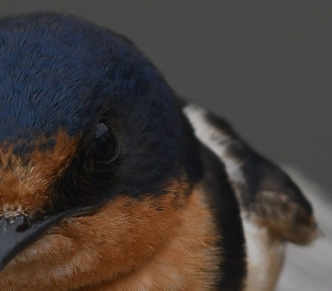 What is the Bird Found in the Bolsa Chica Wetlands: Ultimate Guide