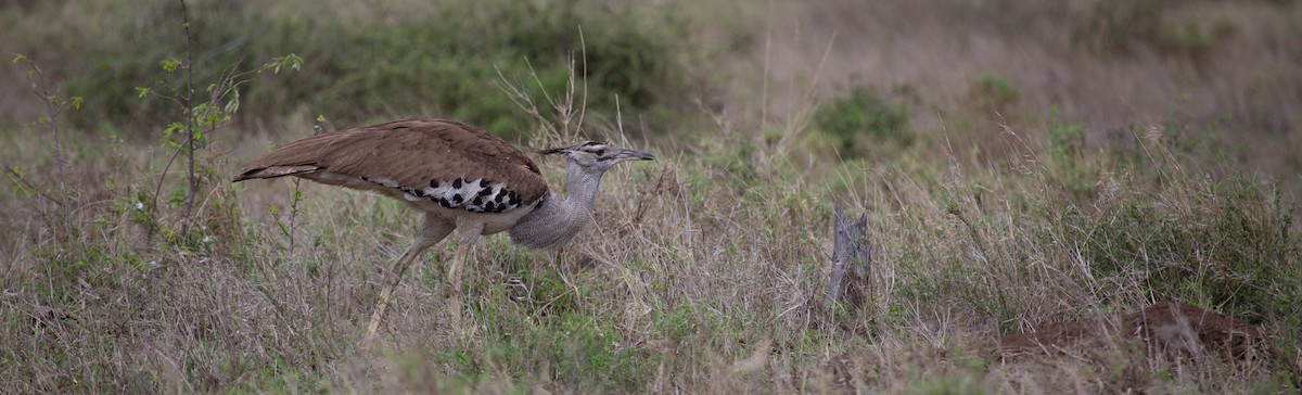 drop kori - ML639359052