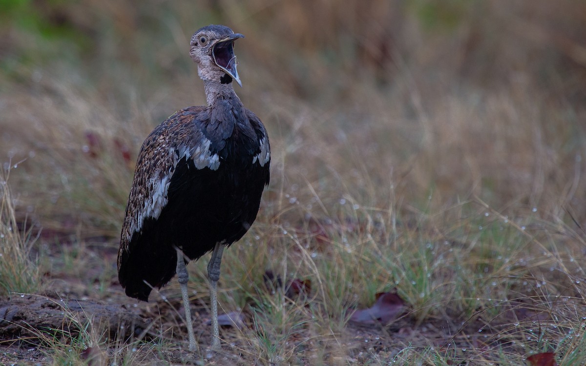 drop chocholatý - ML639359054