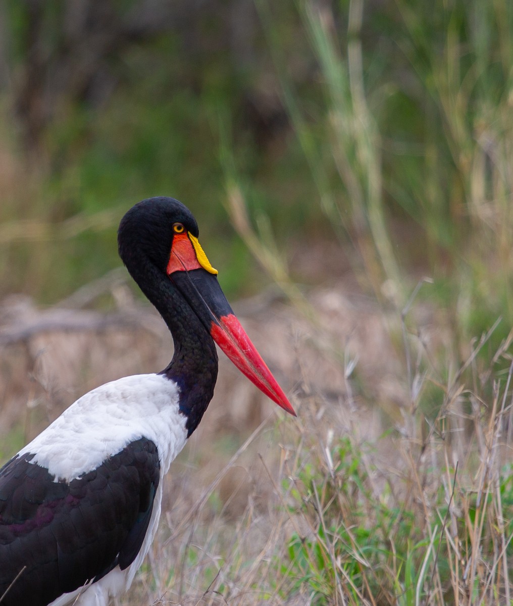 čáp sedlatý - ML639359057