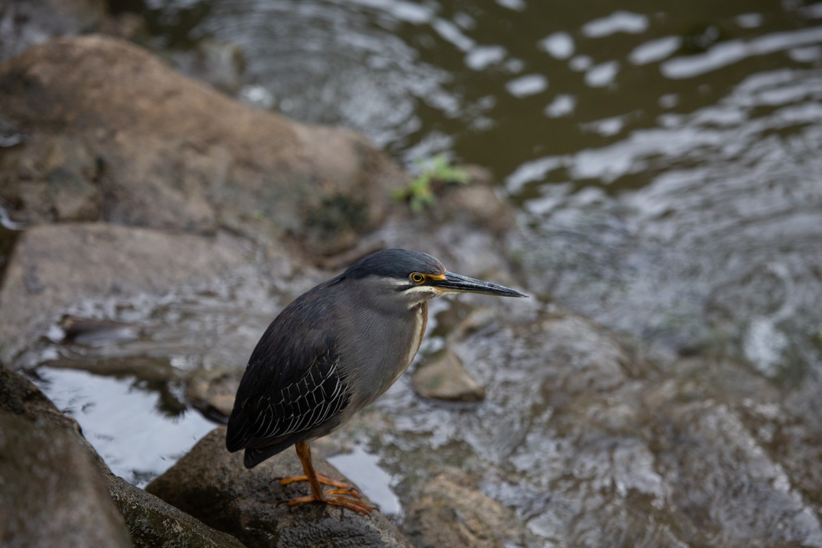 volavka malá - ML639359062