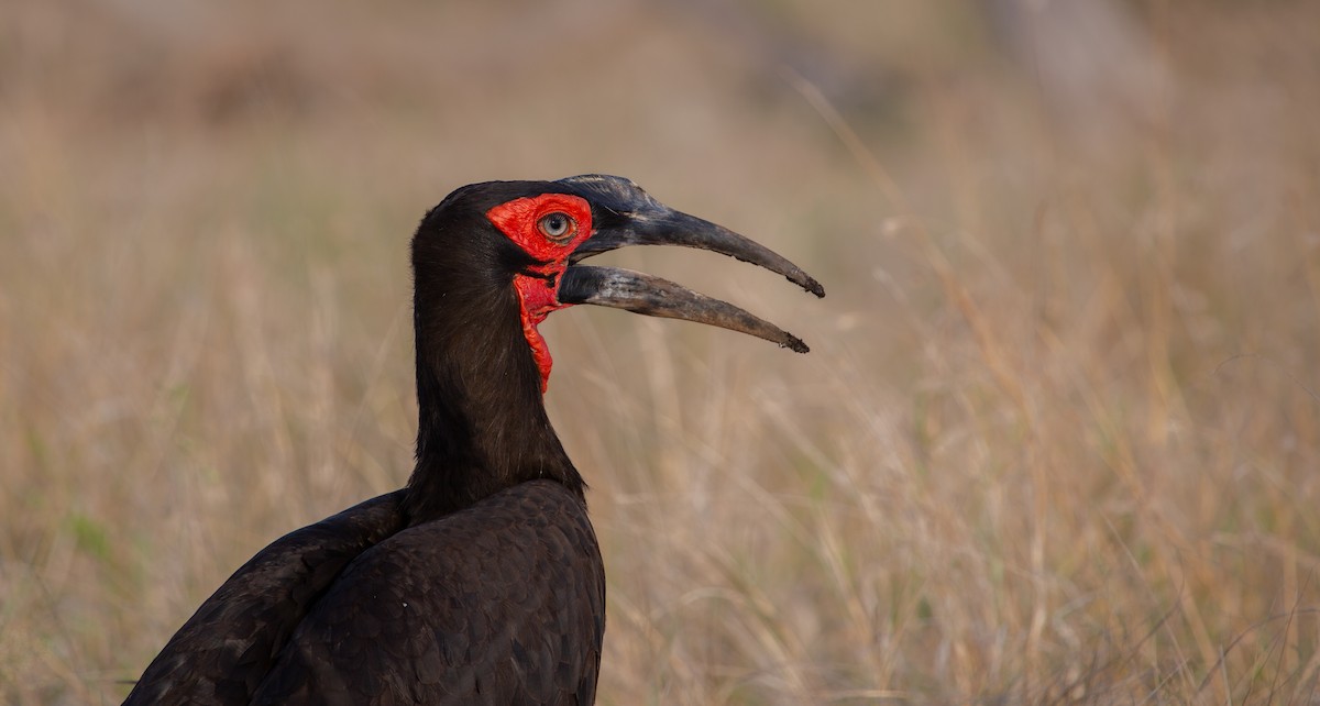 zoboroh jižní - ML639359166