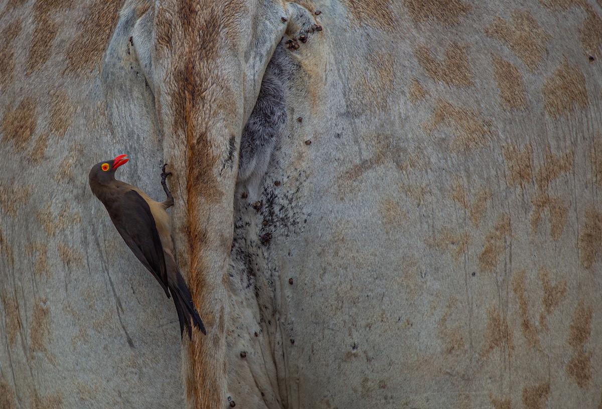 klubák červenozobý - ML639359169